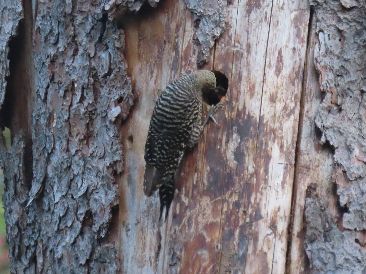 Williamson's Sapsucker - Nancy Stotz