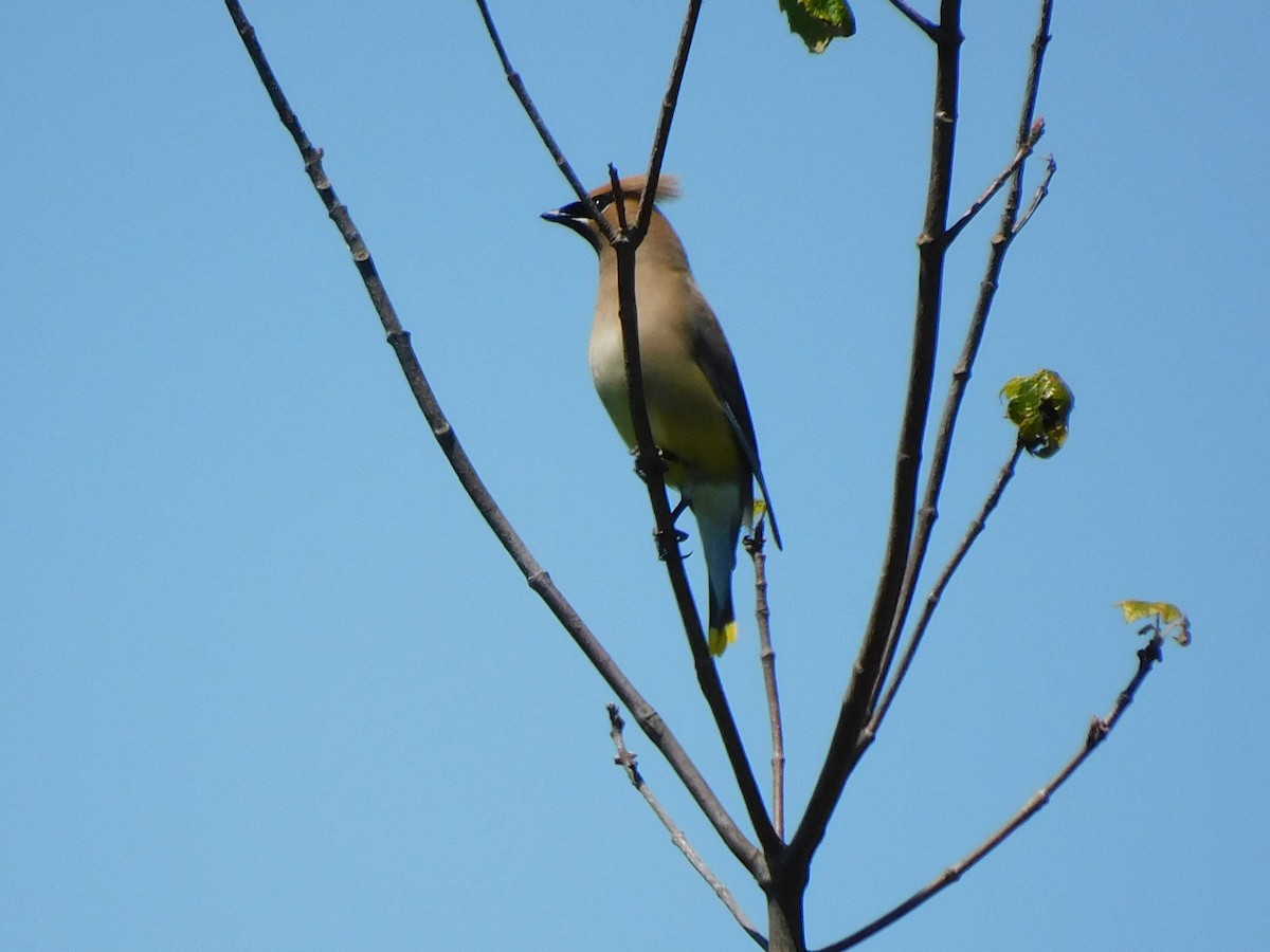 Cedar Waxwing - Pete Huffer