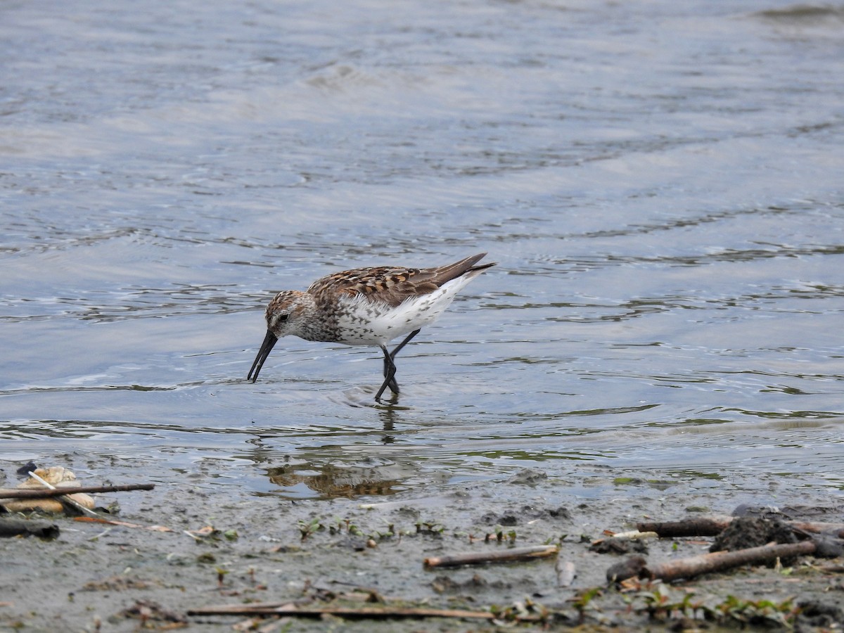 Bergstrandläufer - ML465386281