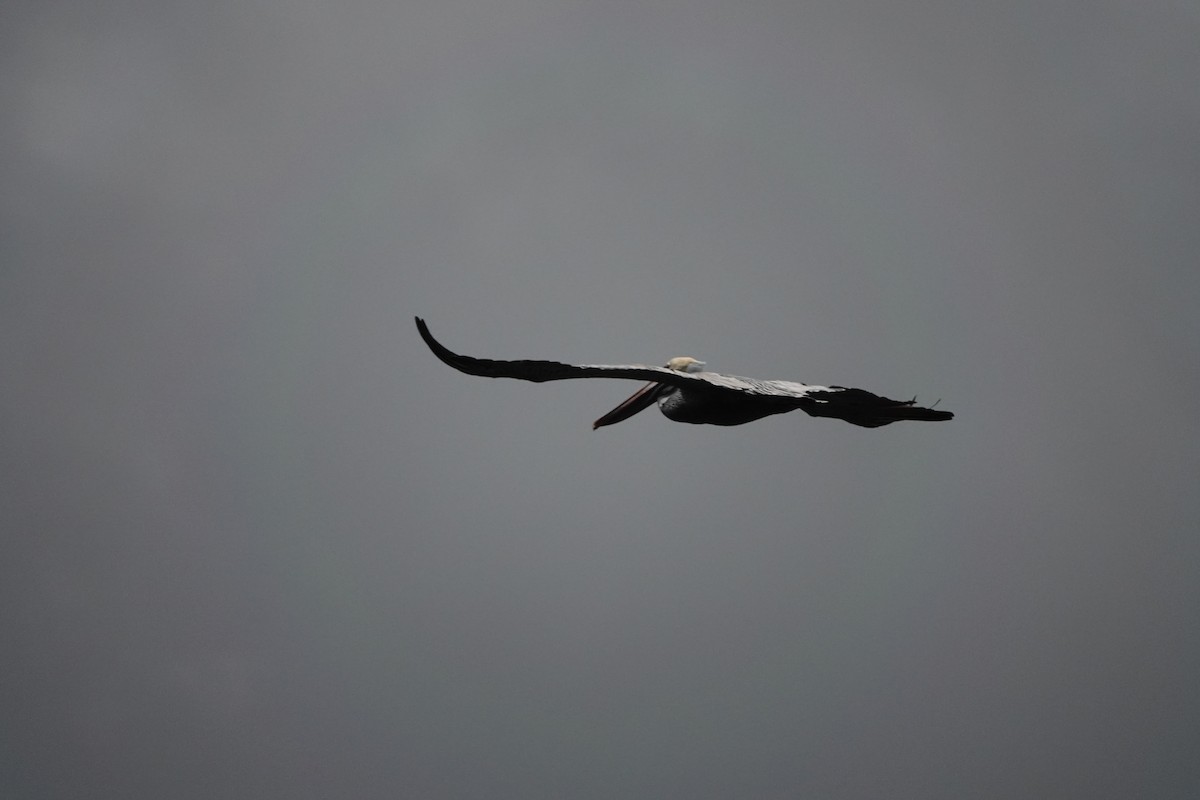 Brown Pelican - ML465386461