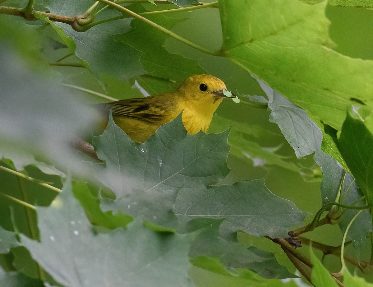 Yellow Warbler - ML465387931