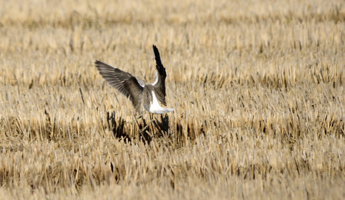 Common Greenshank - ML465388401