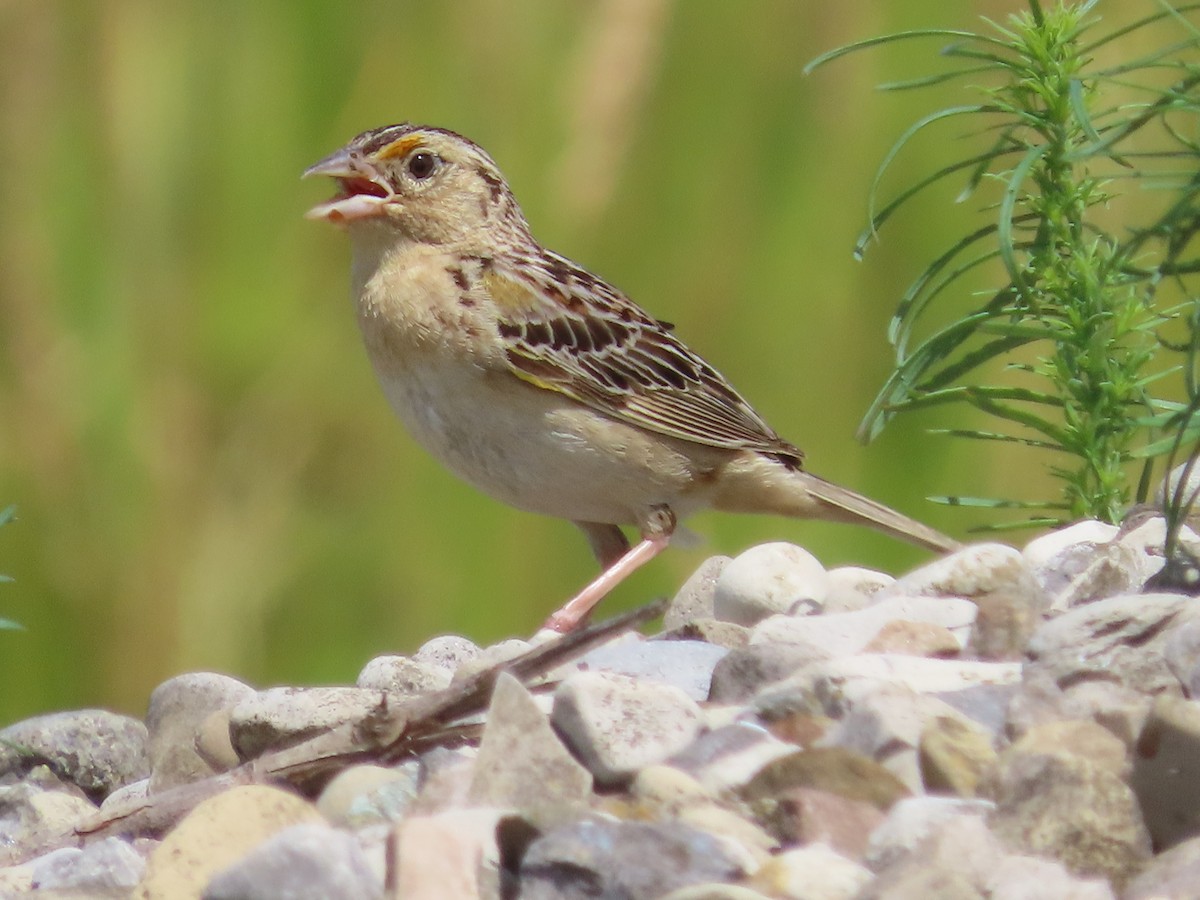 Grasshopper Sparrow - Christopher Hollister