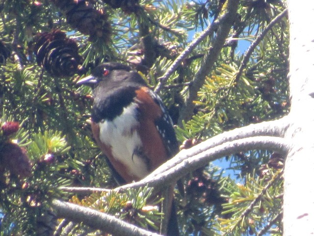 Spotted Towhee - ML465390571