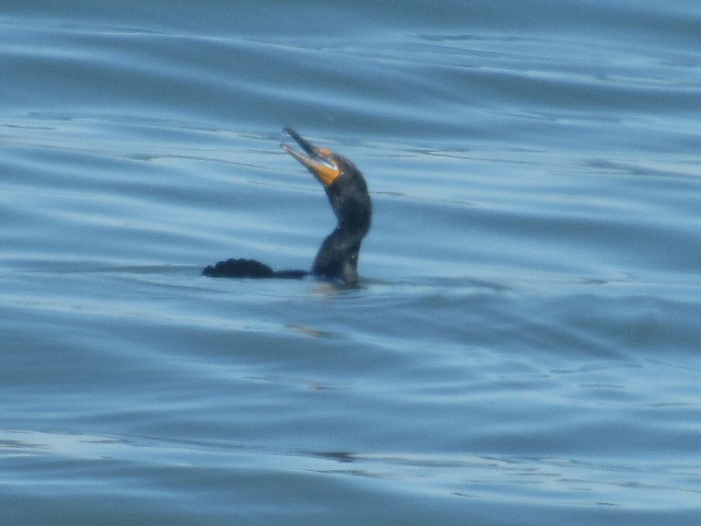 Double-crested Cormorant - Will Merg