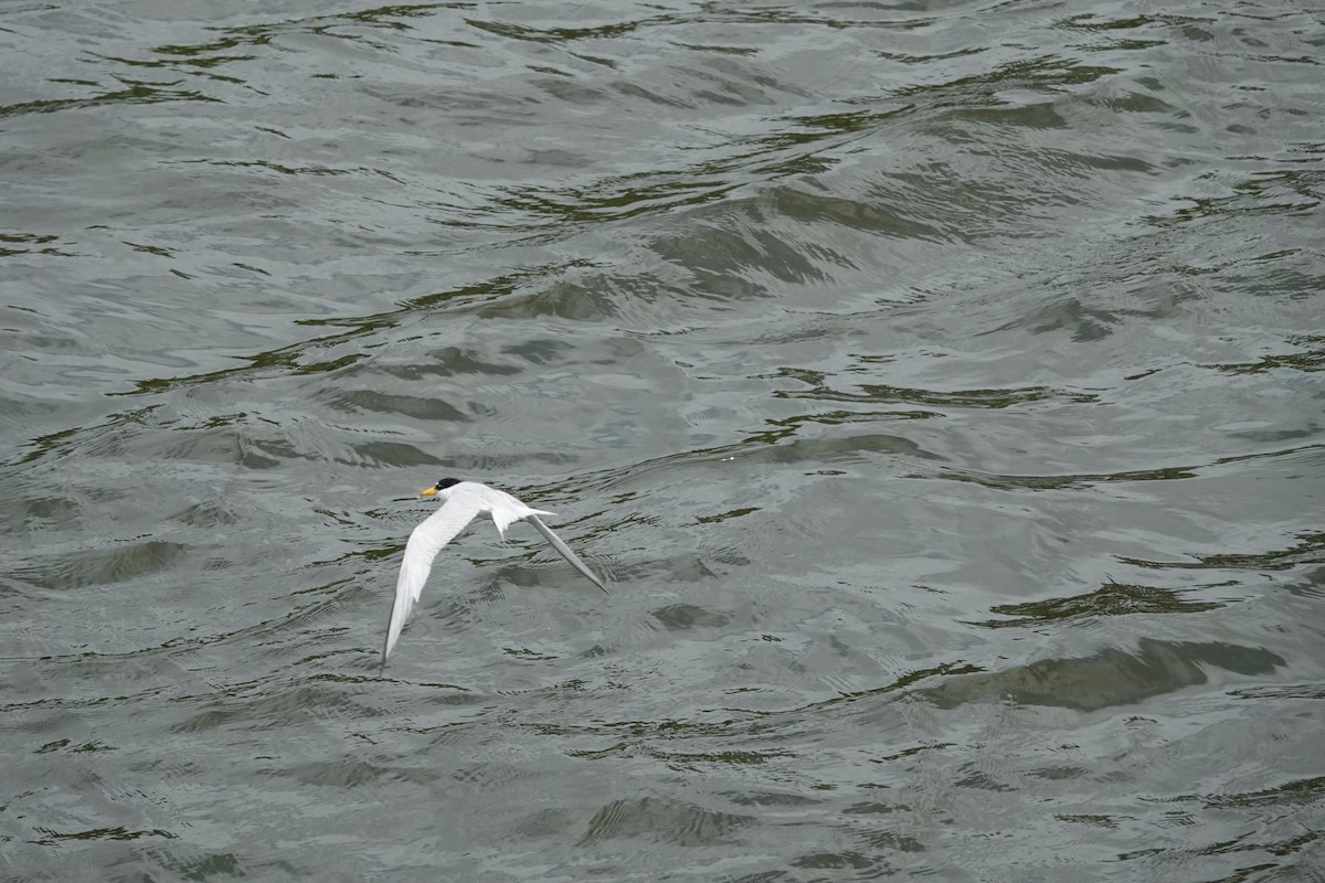 Least Tern - ML465390771