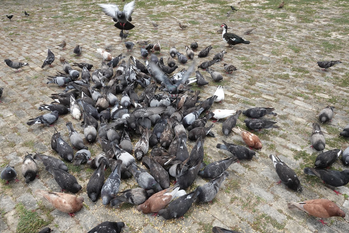 Rock Pigeon (Feral Pigeon) - ML465391121