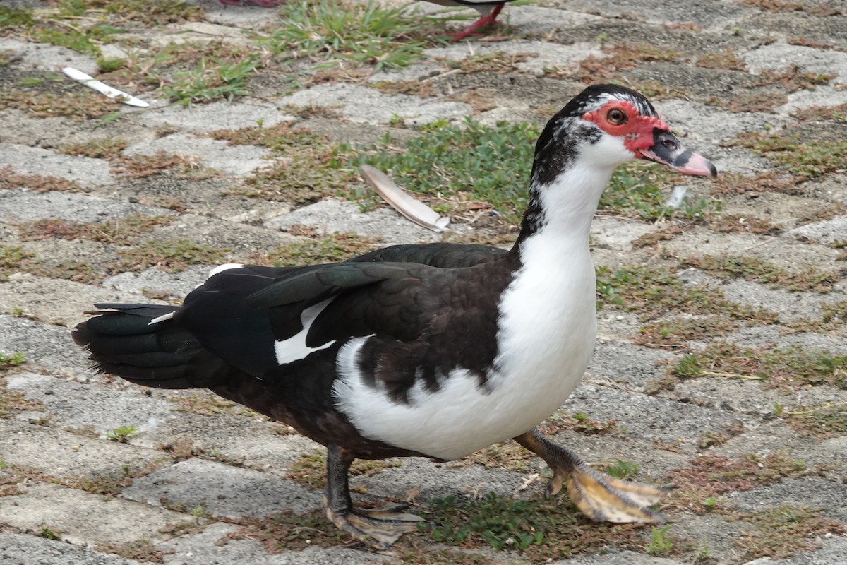 Muscovy Duck (Domestic type) - ML465391211