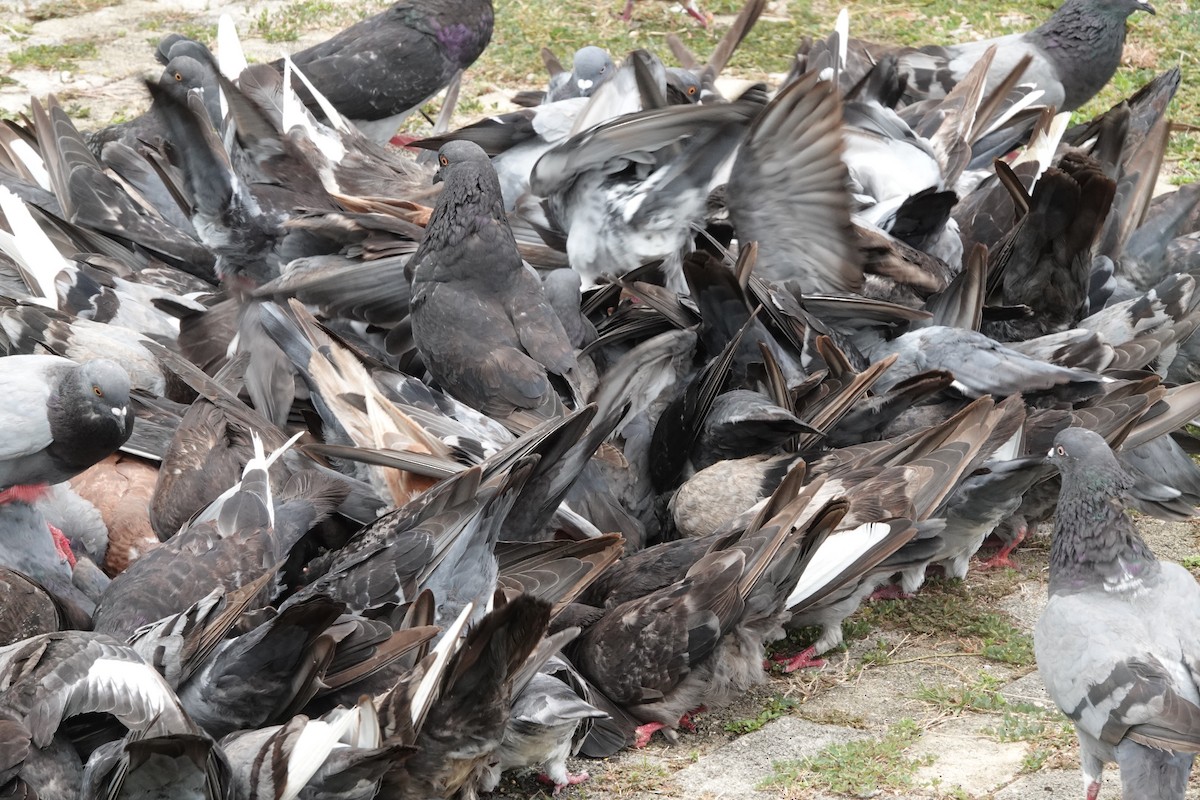 Rock Pigeon (Feral Pigeon) - ML465391251