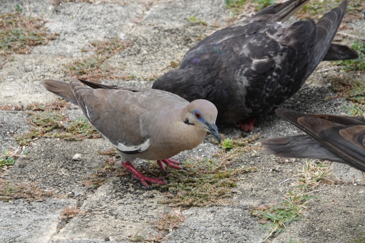 White-winged Dove - Michael Akresh