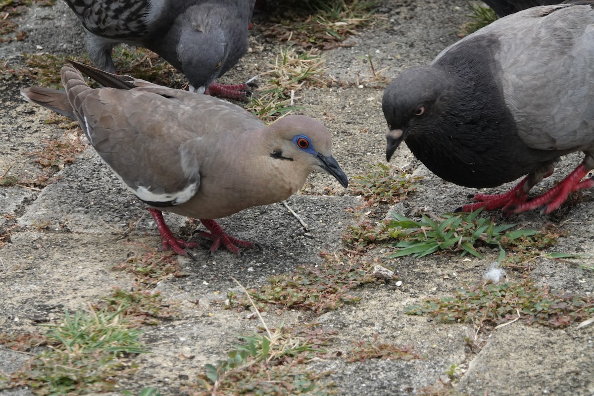 White-winged Dove - ML465391391