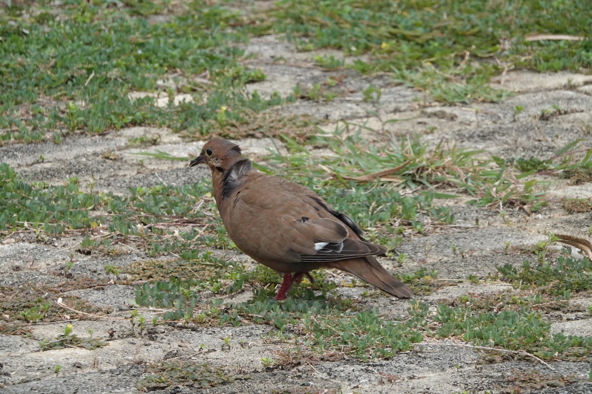 Zenaida Dove - ML465391441