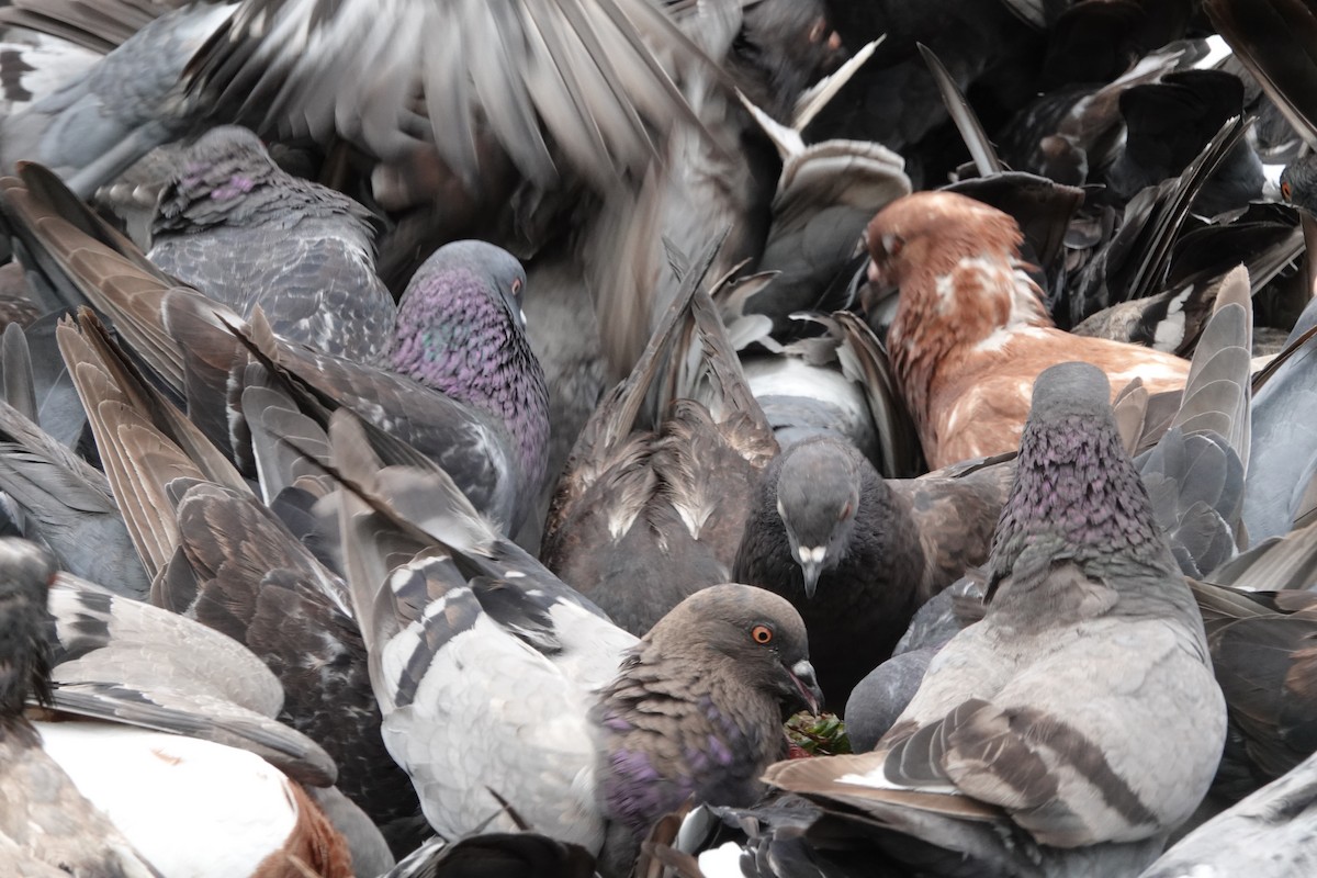 Rock Pigeon (Feral Pigeon) - ML465391451