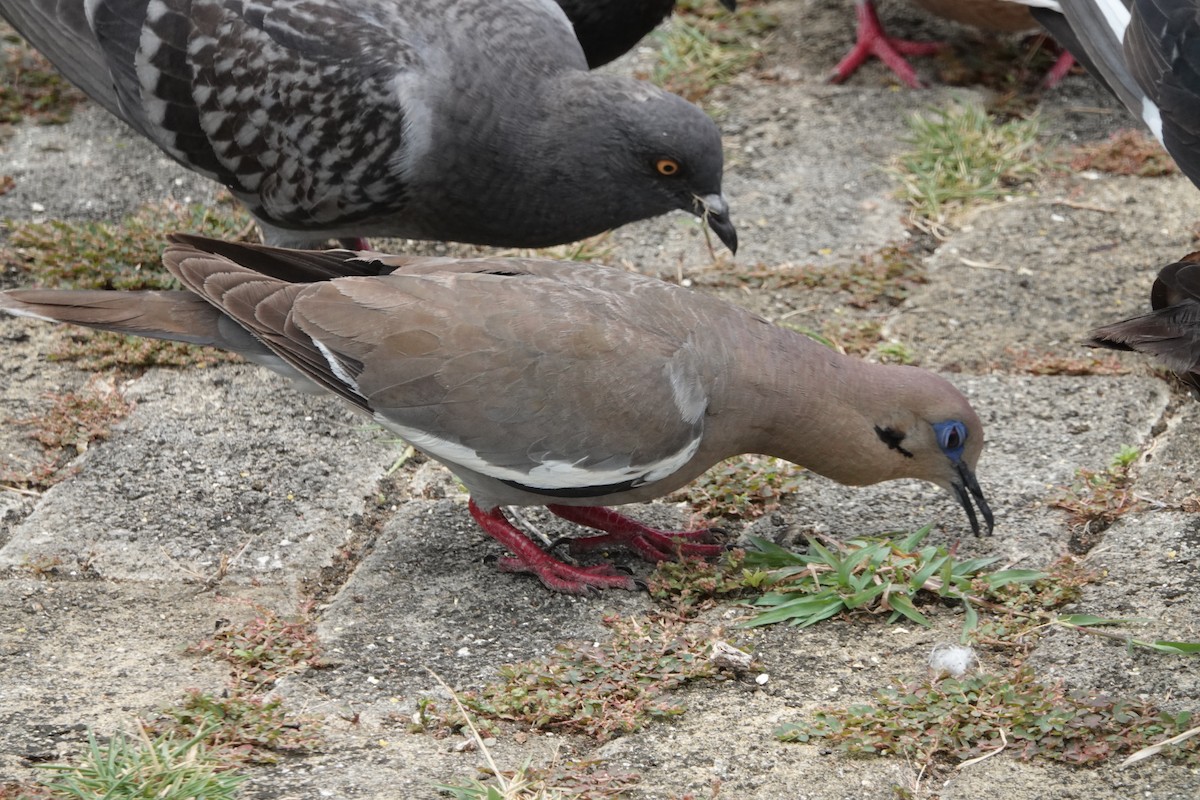 White-winged Dove - ML465391461