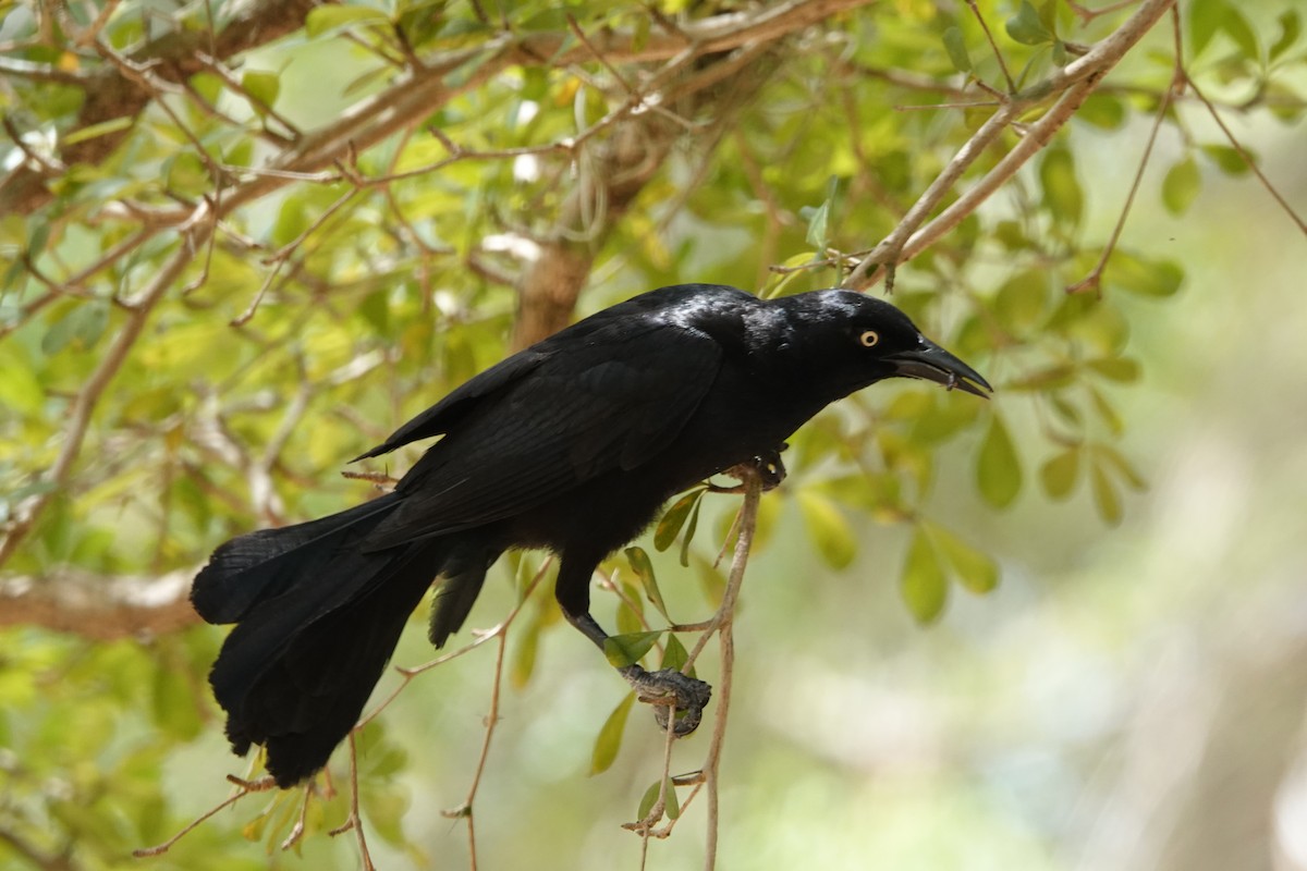 Greater Antillean Grackle - ML465391521