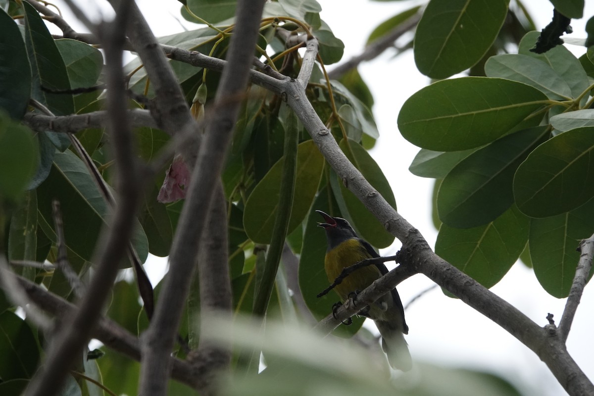 Bananaquit - ML465391551