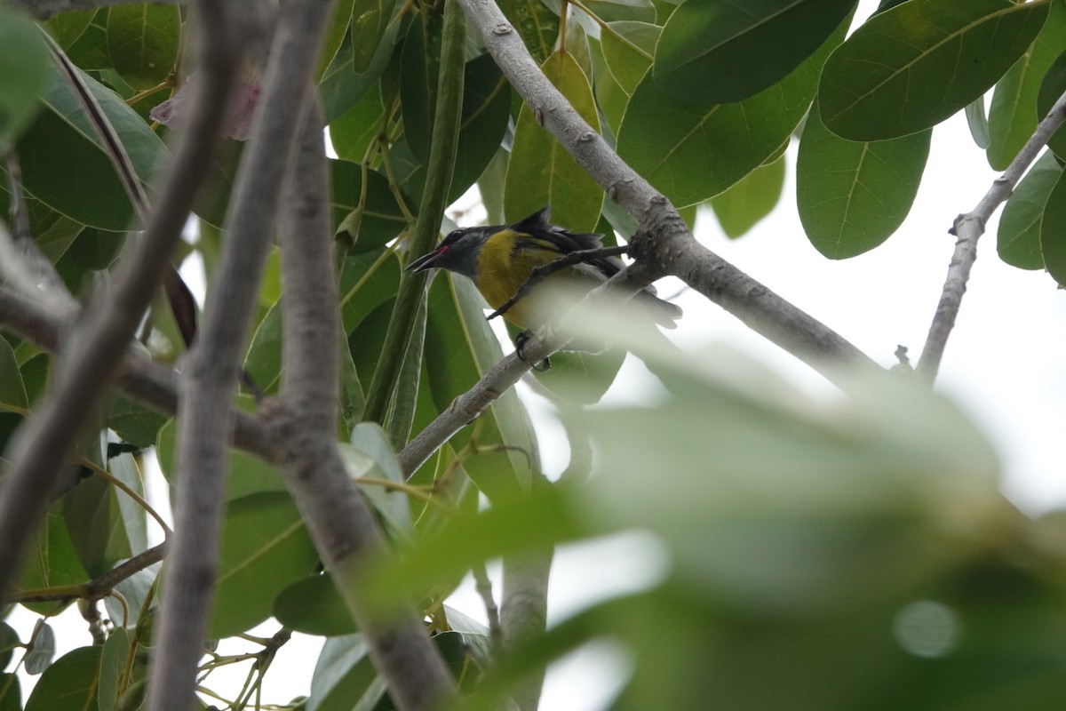 Bananaquit - ML465391561