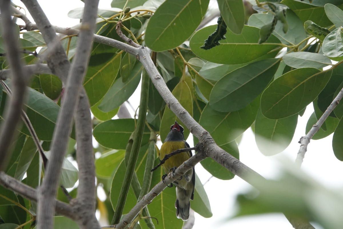 Bananaquit - ML465391571