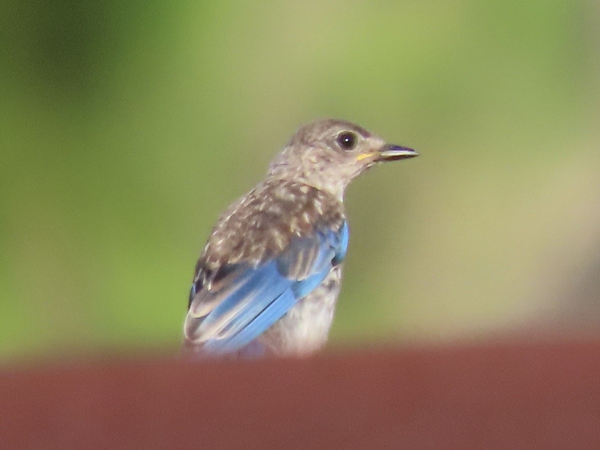 Eastern Bluebird - ML465391861