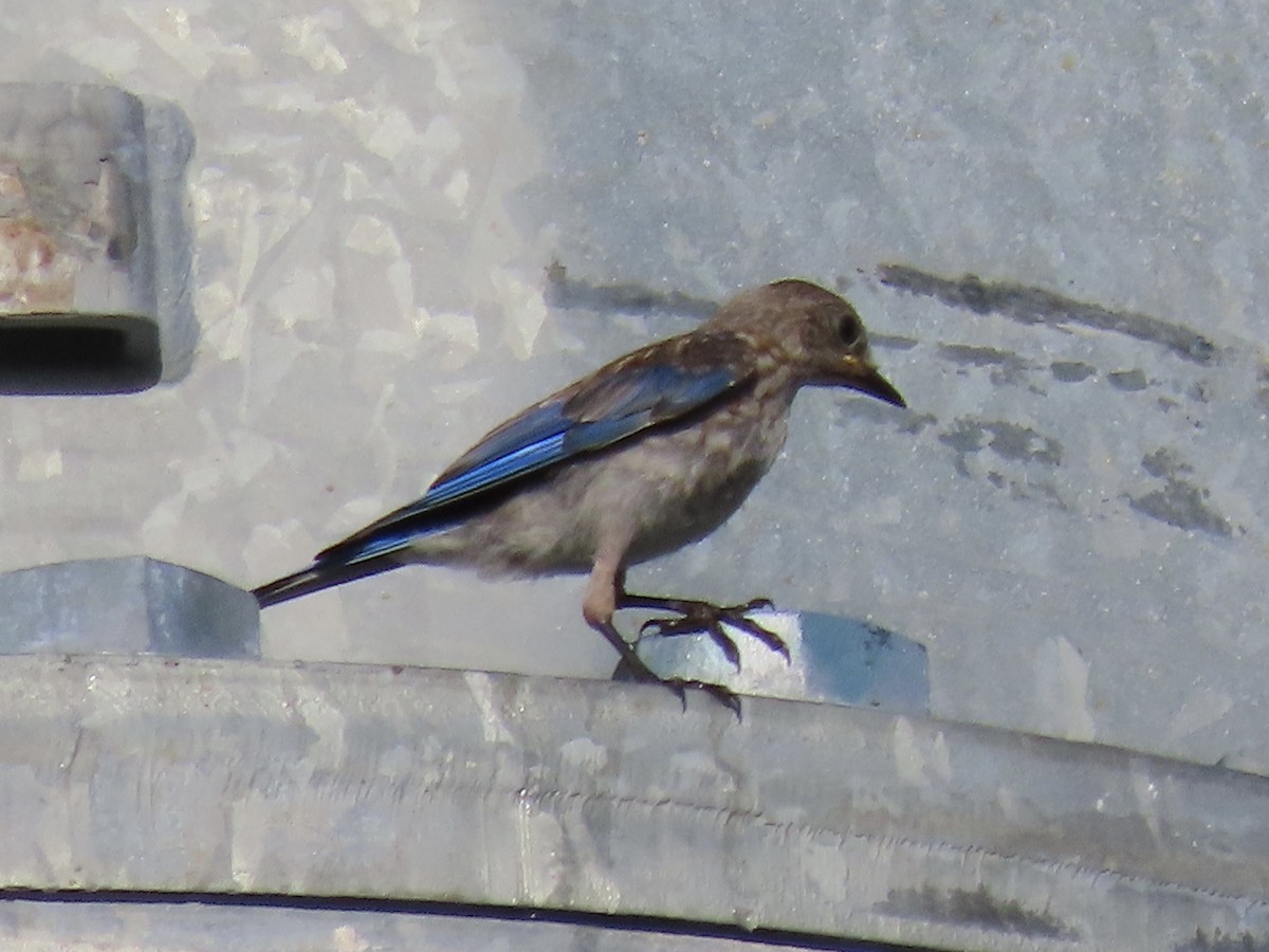 Eastern Bluebird - ML465391871