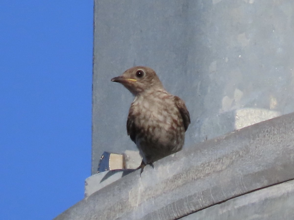Eastern Bluebird - ML465392351