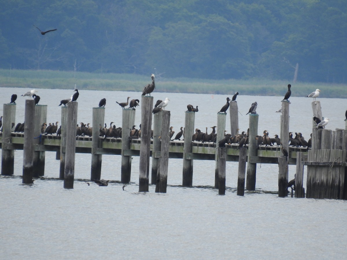 Brown Pelican - ML465392541