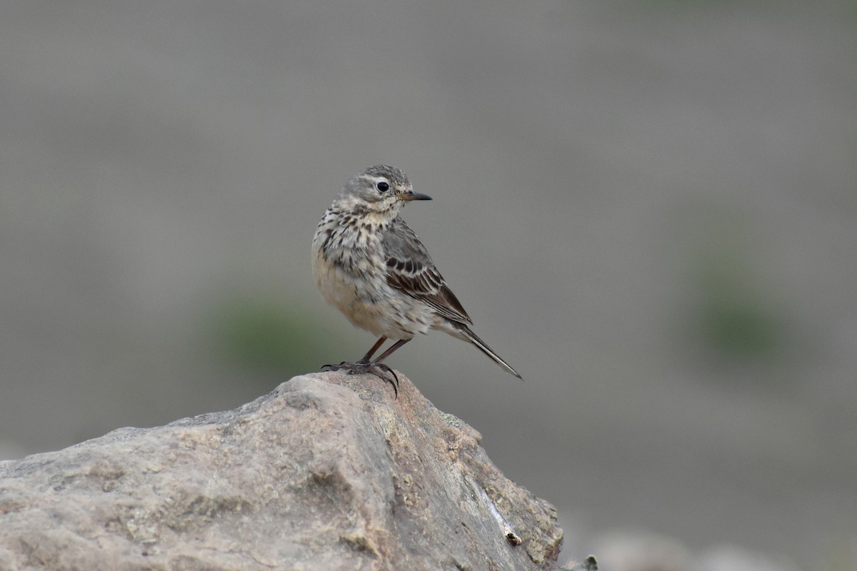 American Pipit - Carrie Olson