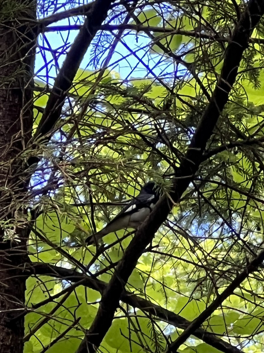 Black-throated Blue Warbler - ML465393651