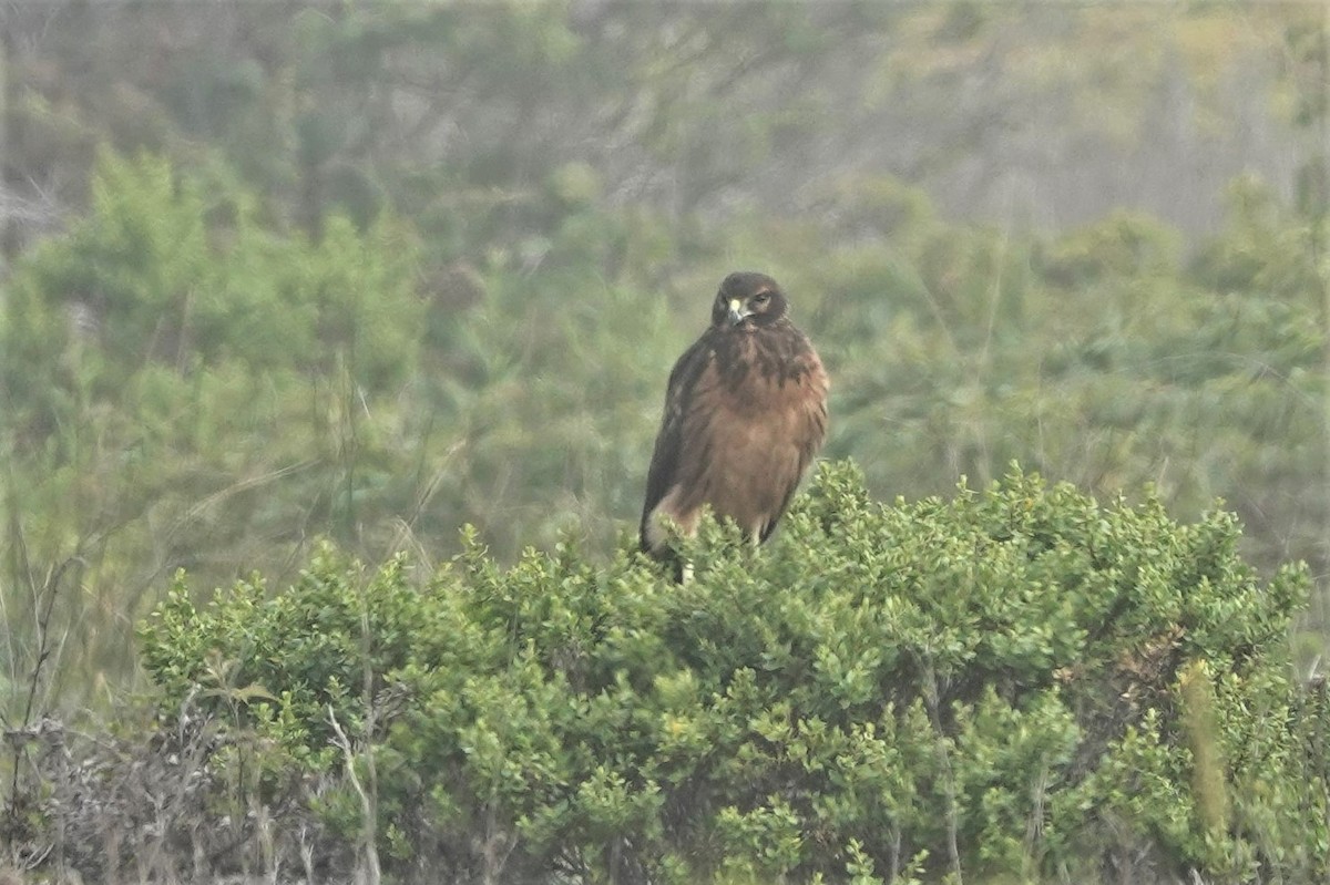 Northern Harrier - ML465394941