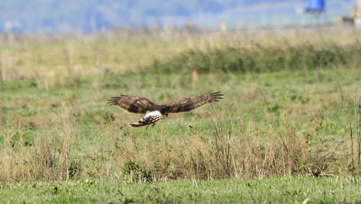 Aguilucho Pálido - ML465395461