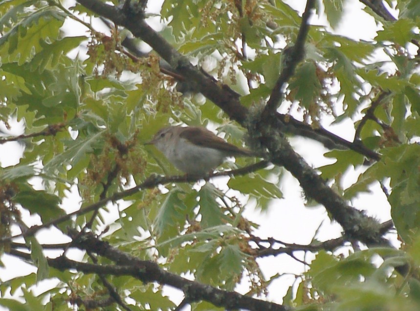 Western Bonelli's Warbler - ML465397121