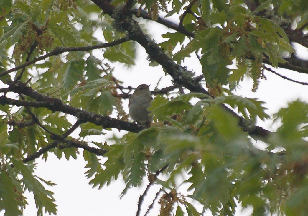 Western Bonelli's Warbler - ML465397131