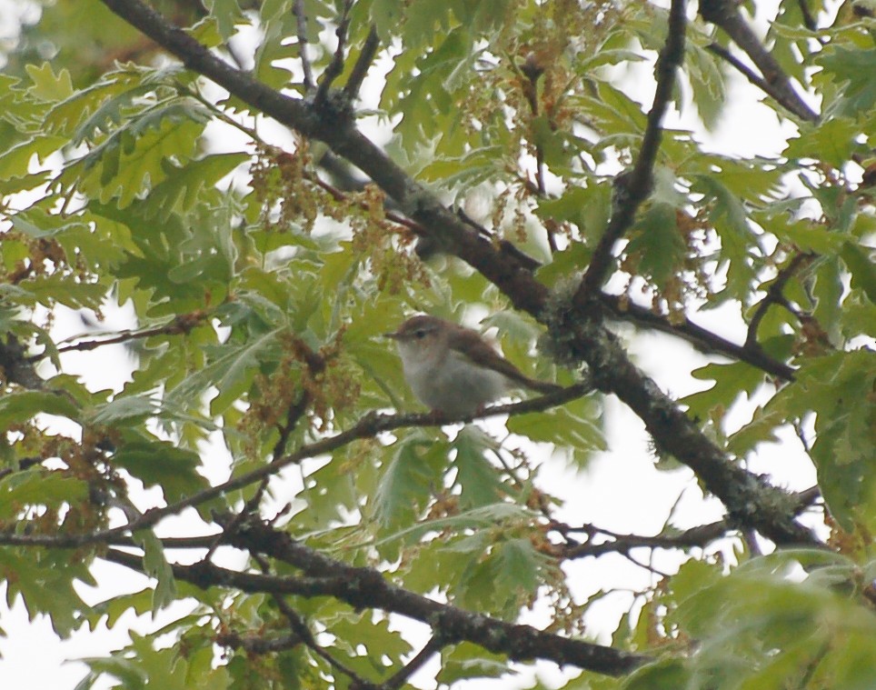 Mosquitero Papialbo - ML465397151