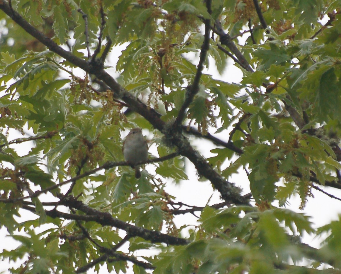 Western Bonelli's Warbler - ML465397161