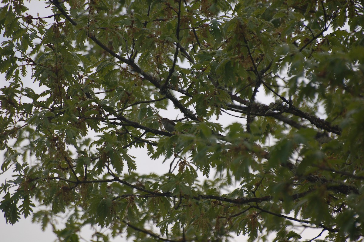 Western Bonelli's Warbler - ML465397191