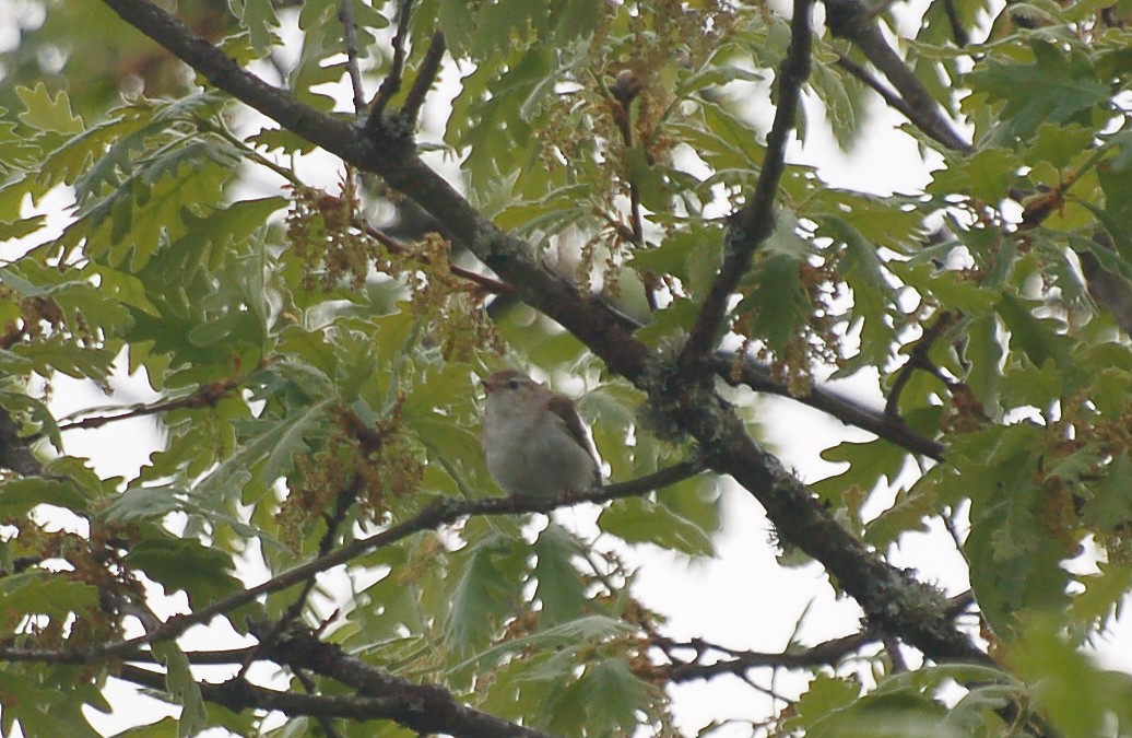 Western Bonelli's Warbler - ML465397221