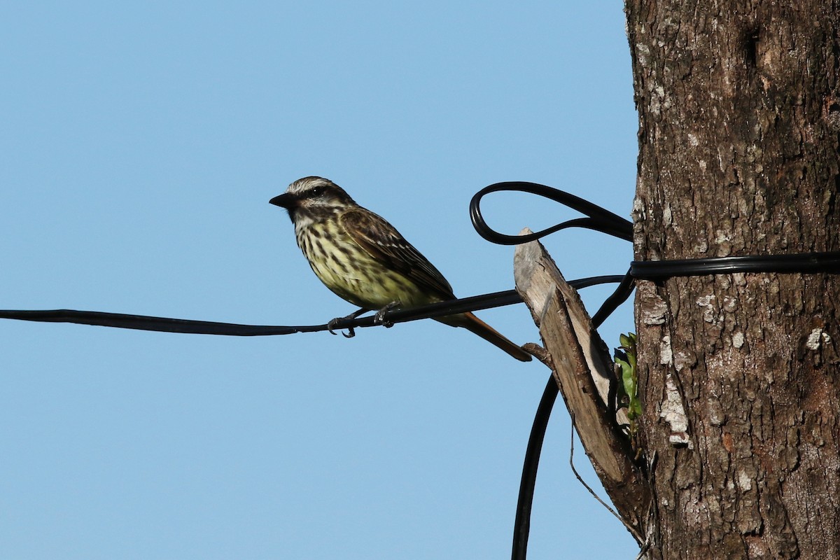 Sulphur-bellied Flycatcher - ML465399961