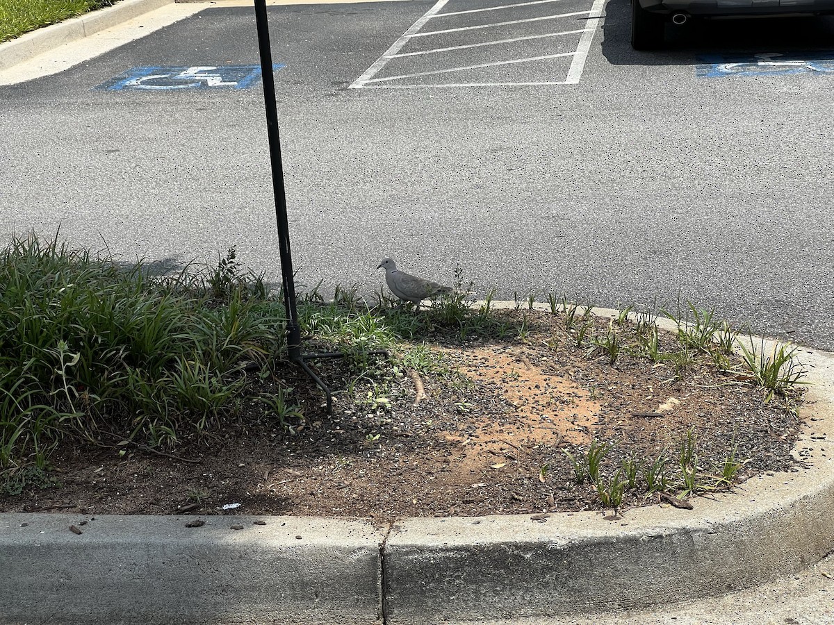 Eurasian Collared-Dove - Katherine  Edison