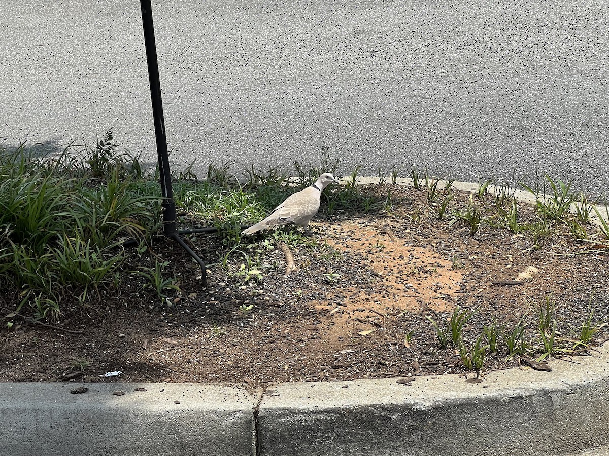 Eurasian Collared-Dove - Katherine  Edison