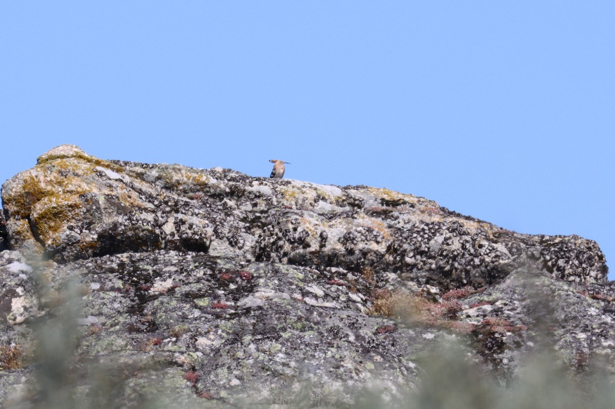 Eurasian Hoopoe - ML465400991