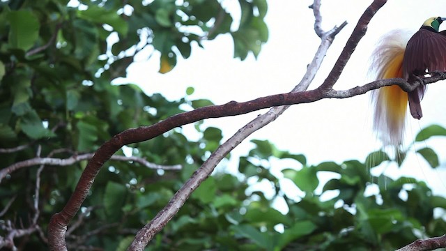 Paradisier grand-émeraude - ML465401