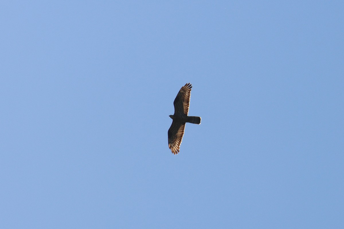 European Honey-buzzard - ML465401551