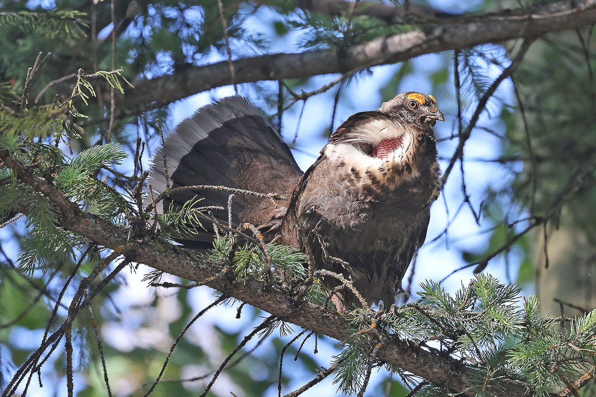 Dusky Grouse - ML465402451