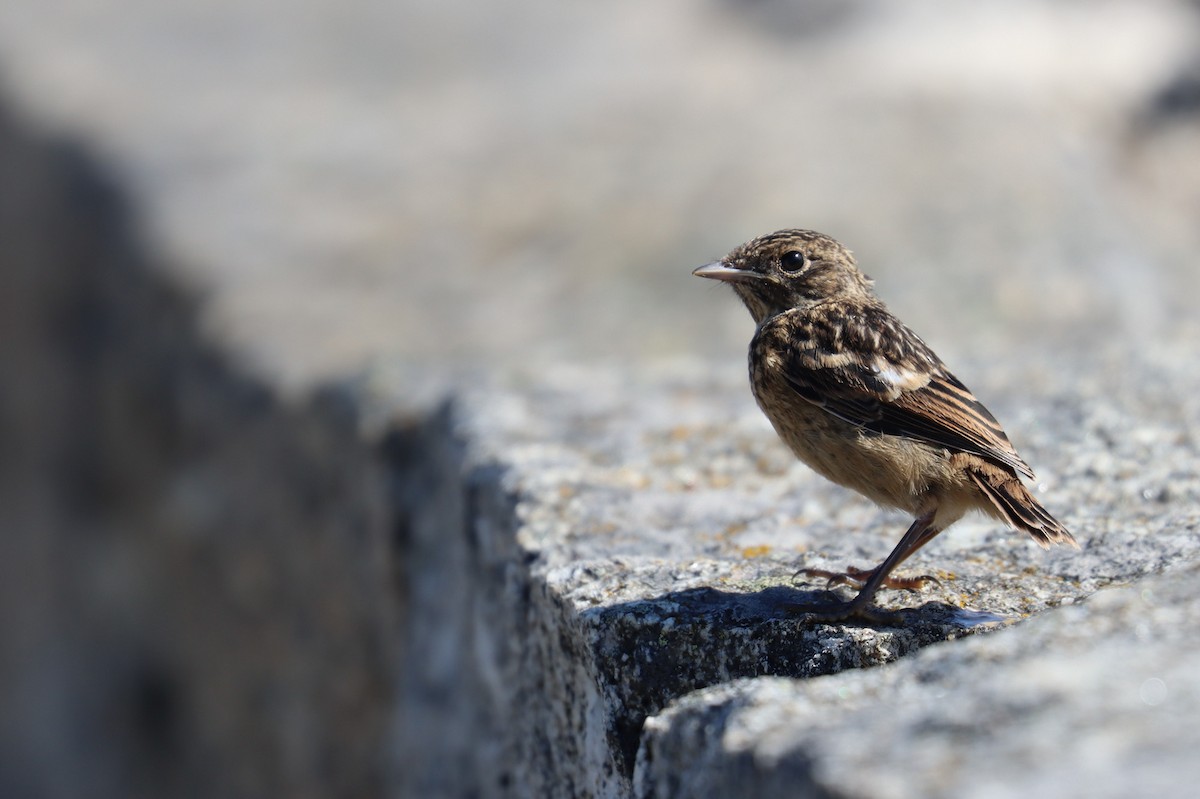 European Stonechat - ML465403081