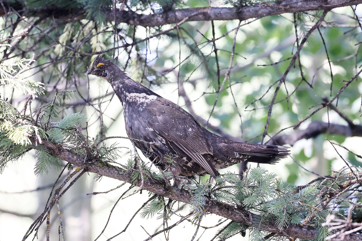 Dusky Grouse - ML465404091