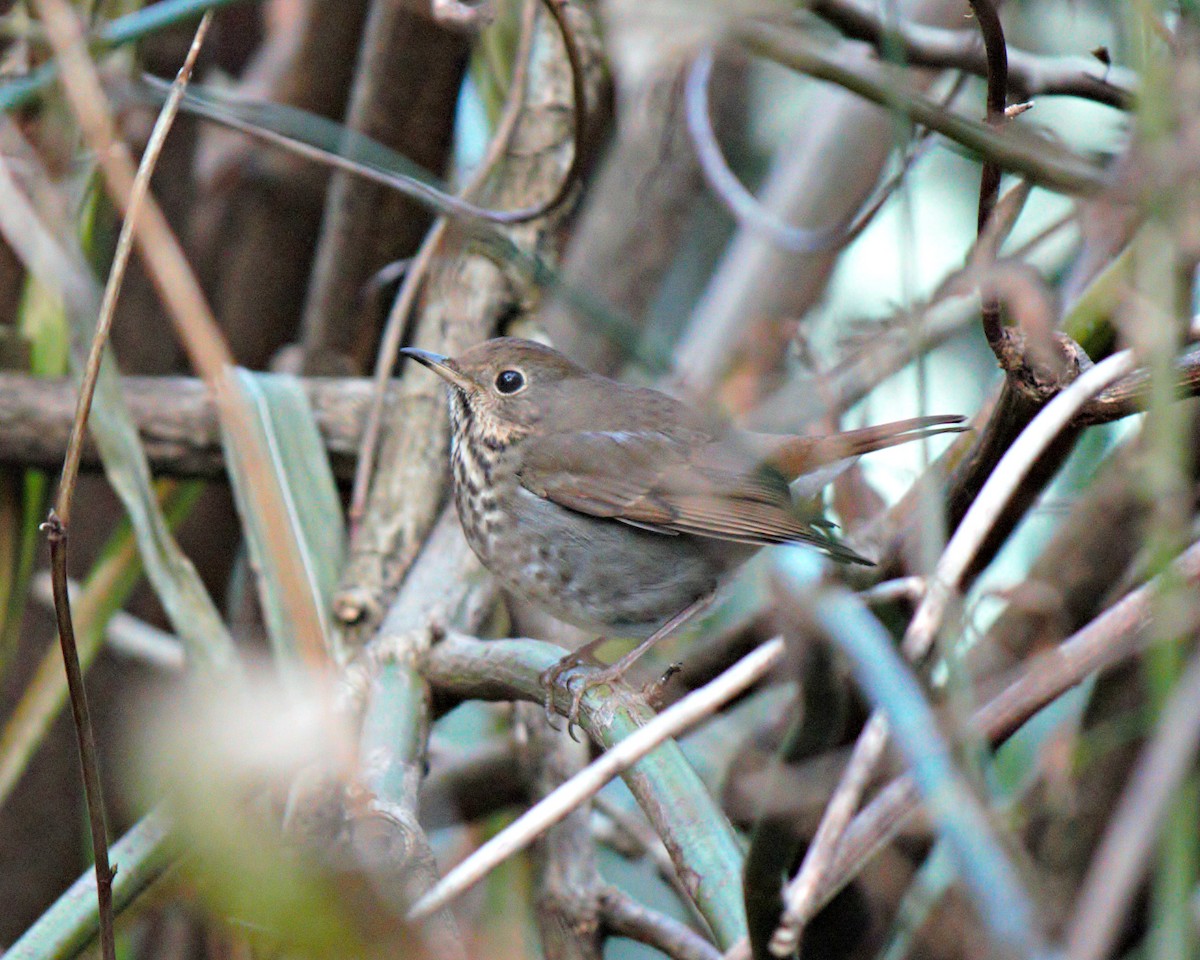 Hermit Thrush - ML46540421