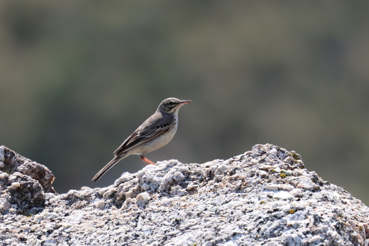 Tawny Pipit - ML465404281