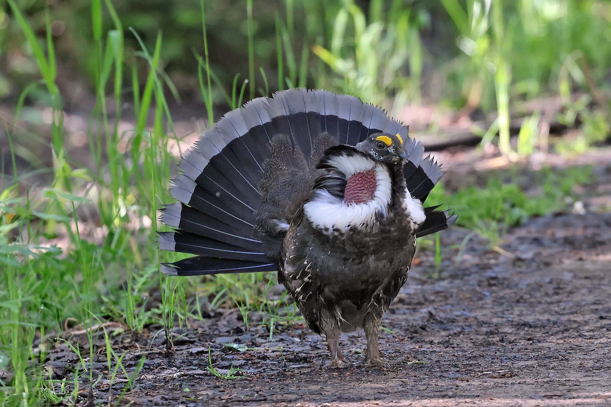 Dusky Grouse - David McQuade