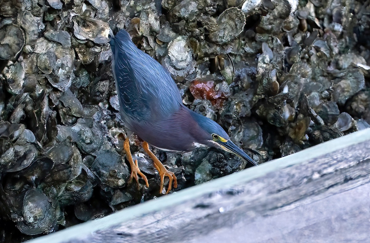 Green Heron - Ingrid Siegert