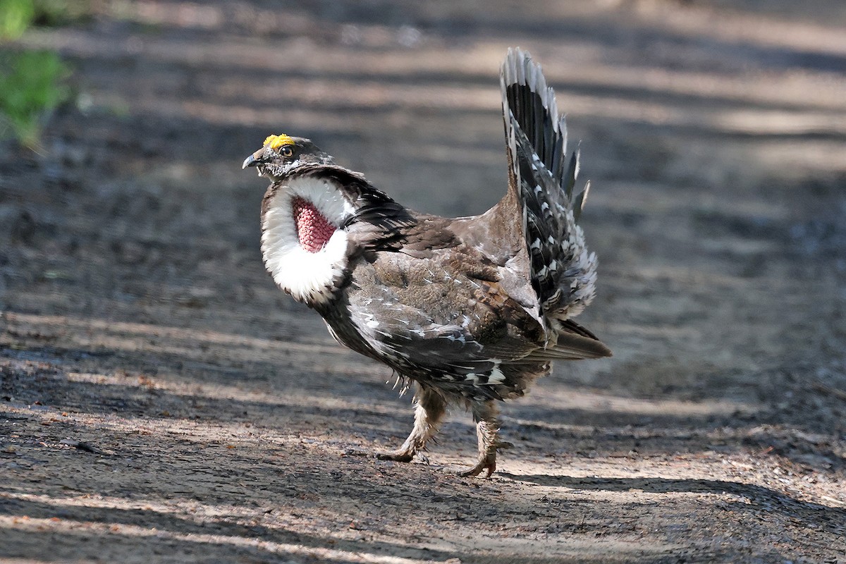 Dusky Grouse - ML465405611